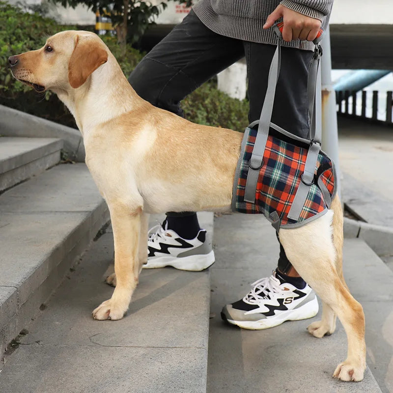 Harnais de maintient pour chien de couleur rouge et gris avec un chien claire. Le chien se fait tenir son train arrière avec un harnais rouge et gris par une poignée. Image produit Boutiquechien