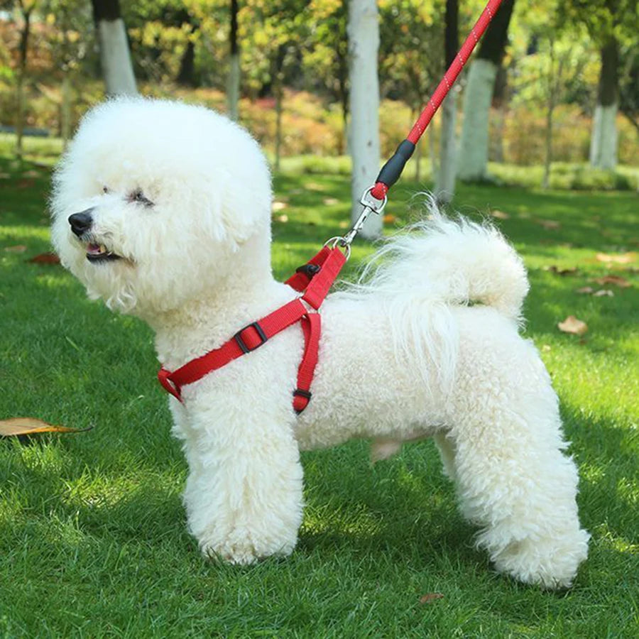 Harnais en y anti-traction sur un chien blanc dans un parc