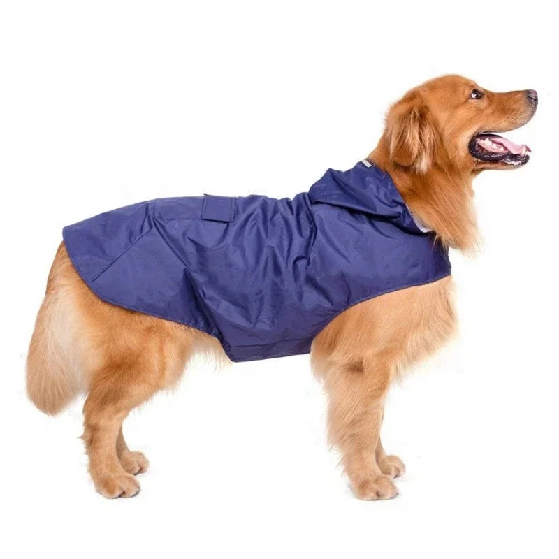 Gros chien de couleur claire portant un imper pour chien de couleur bleu. Image produit Boutiquechien