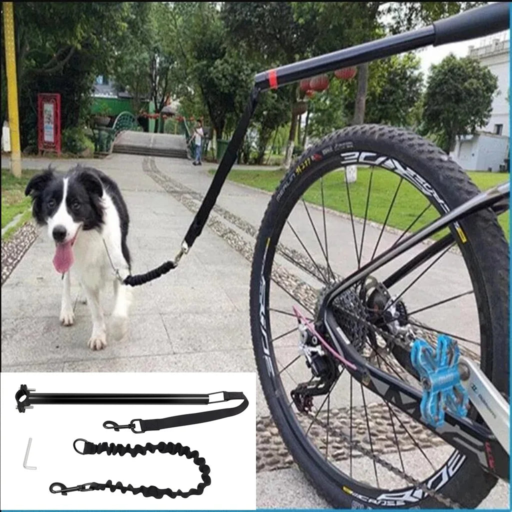 Berger australien blanc et noir dans la rue tenu par une laisse à vélo noir. Image produit Boutiquechien
