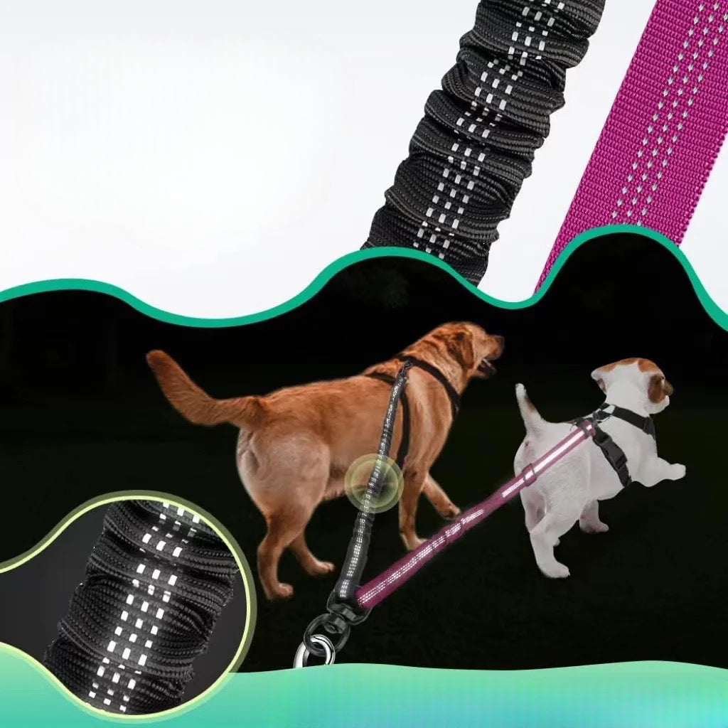 extension de laisse de couleur noir et violet pour maintenir deux chiens dans la nuit grâce à l'effet réfléchissant. Image produit Boutiquechien