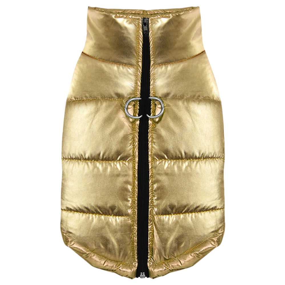 Manteau de couleur or pour les chihuahua. Image produit Boutiquechien