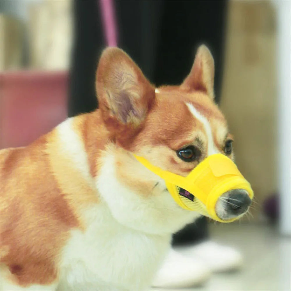 Muselière jaune pour petit chien sur un petit corgi. Image produit Boutiquechien