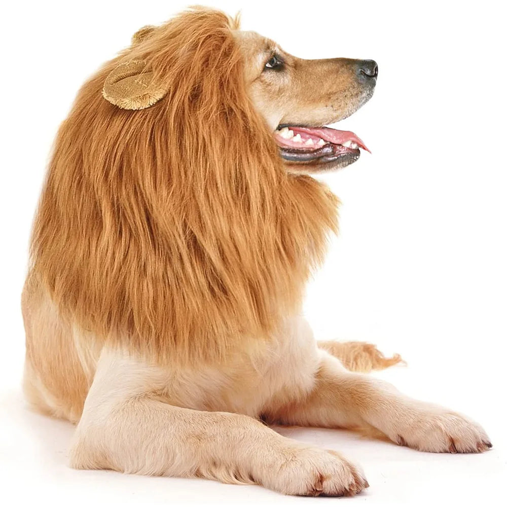 Grand chien de couleur claire portant une perruque en forme de crinière de lion pour chiens. le chien est couché en portant cette perruque de boutiquechien