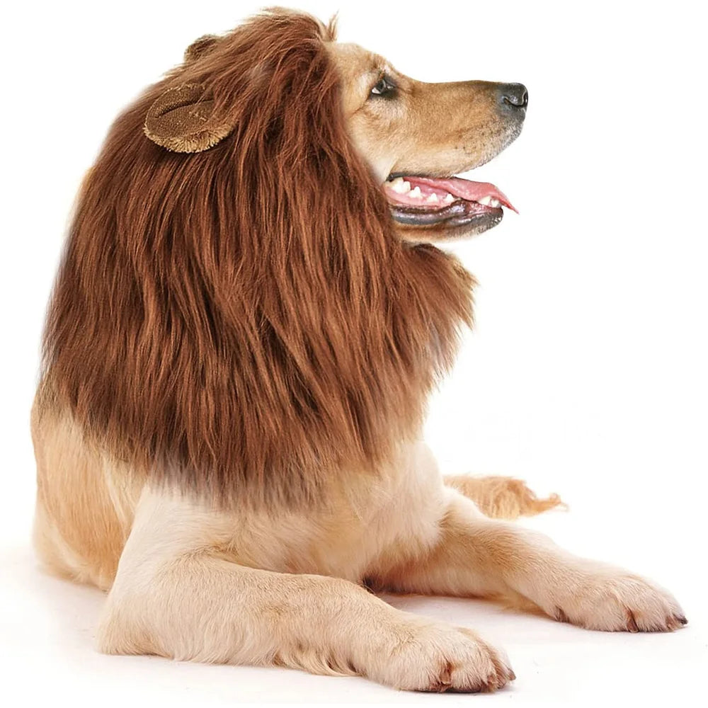 Grand chien de couleur blanc portant une perruque en forme de crinière de lion brune pour chiens. le chien est couché en portant cette perruque de boutiquechien