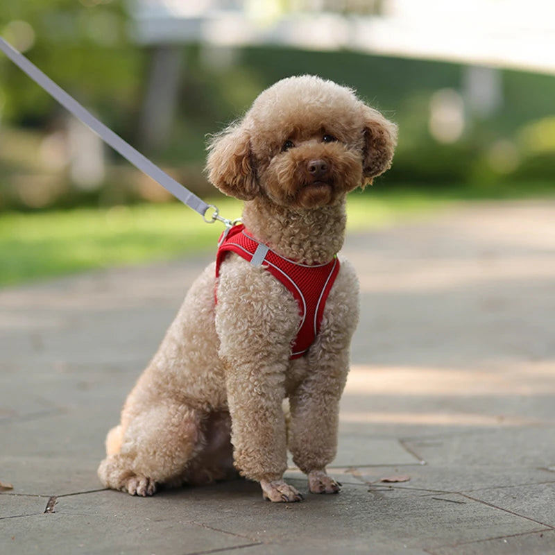 Petit chien roux portant un harnais de couleur roux dans une propriété fermé. Image produit Boutiquechien