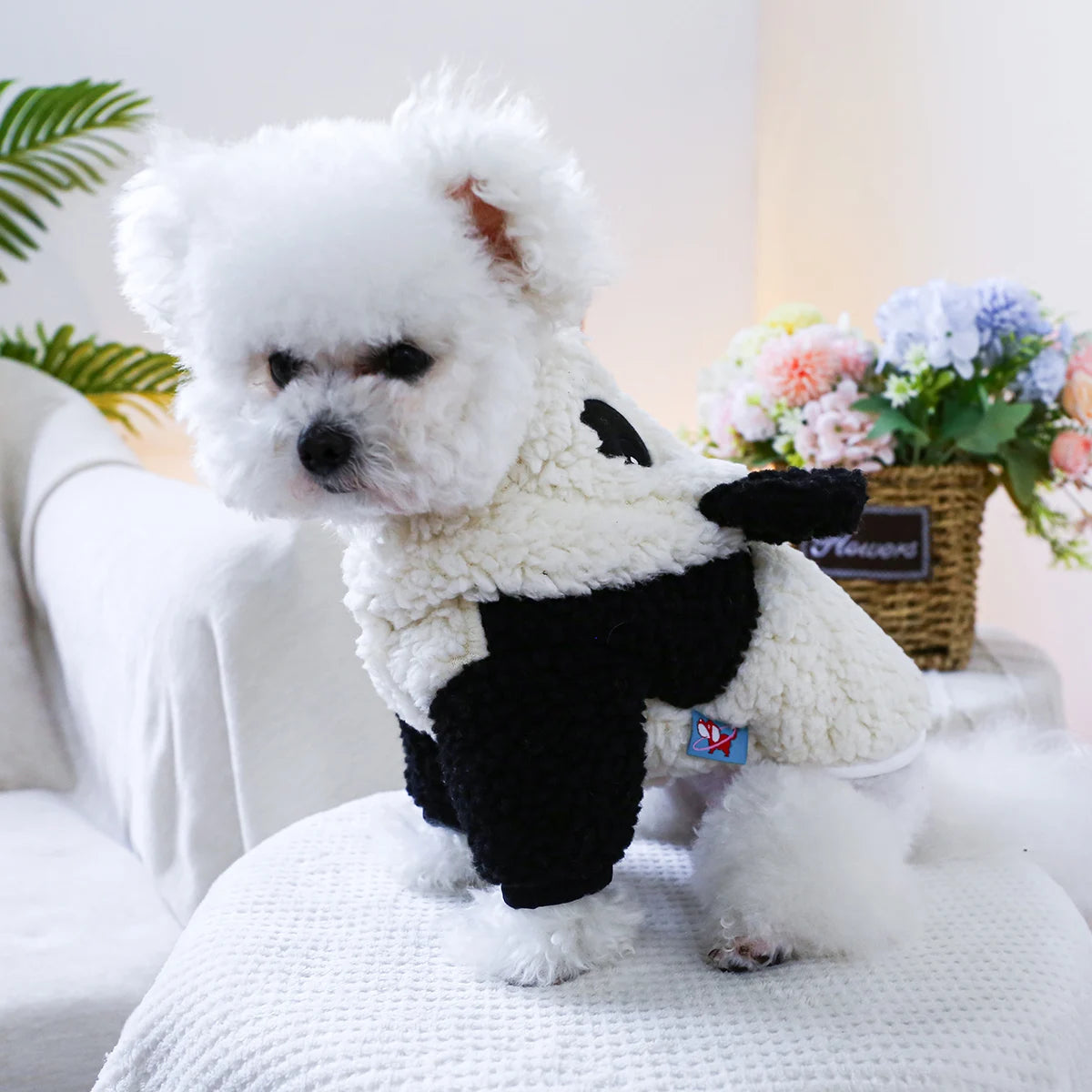 Petit chien de couleur portant un déguisement en forme de panda pour chien de couleur blanc et noir sur une table blanche. En fond il y a des plantes vertes de boutiquechien