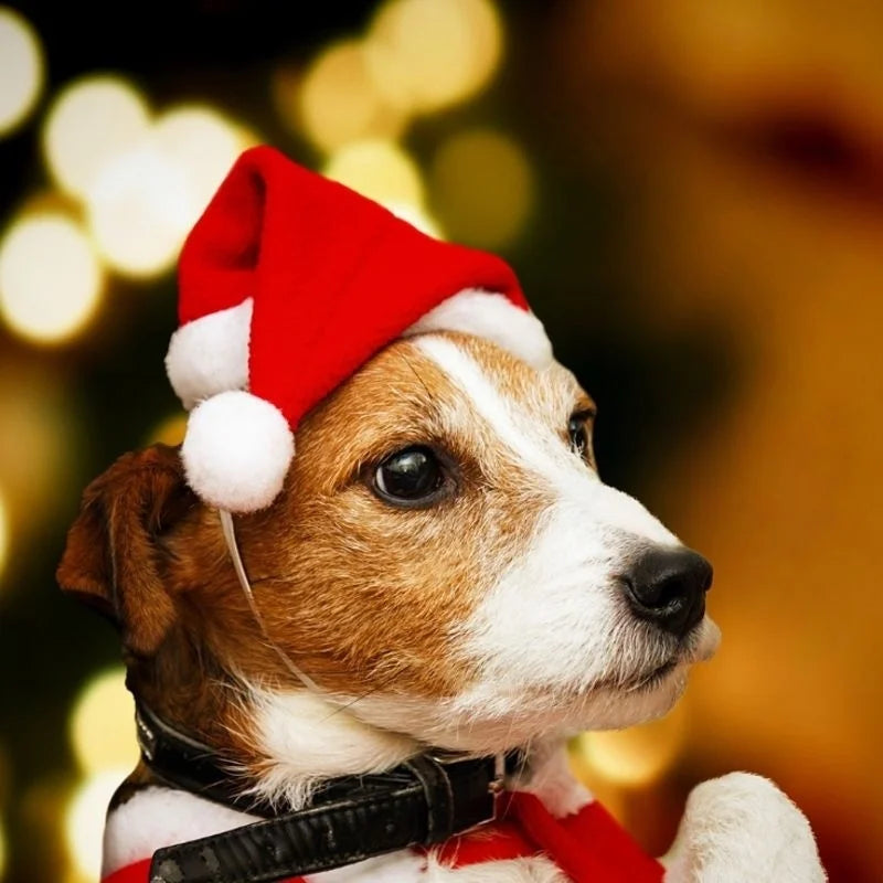 Petit chien de couleur brun et blanc portant un bonnet pour chien de noël de couleur rouge et blanc. Image produit Boutiquechien