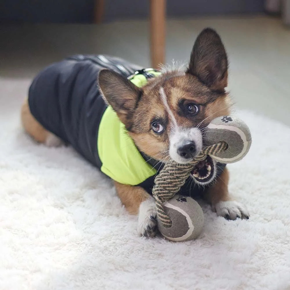 Petit chien avec un habit chien noir et vert. Le chien est couché sur un tapis blanc jouant avec son os à balles en corde résistant. Image produit Boutiquechien