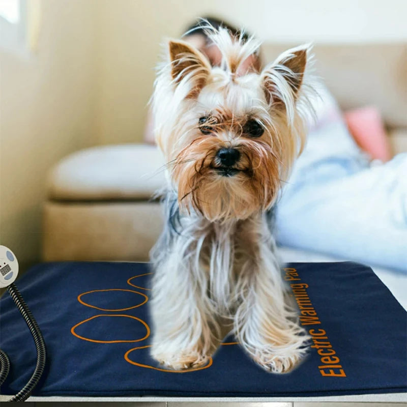 Petit chien de couleur bleu, debout sur le tapis chien chauffant de couleur bleu et orange. image produit Boutiquechien