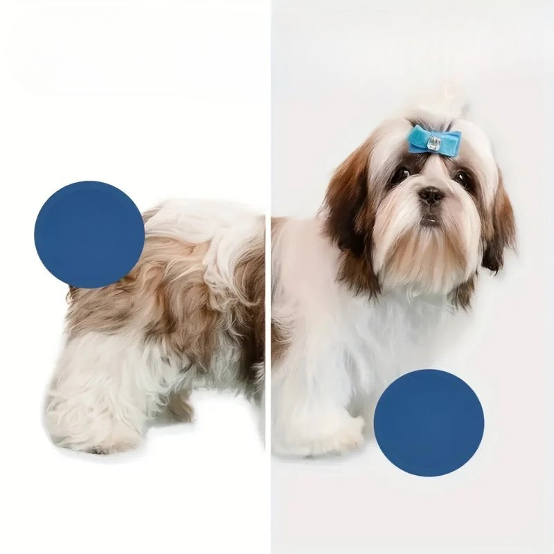 avant après pulseur chien