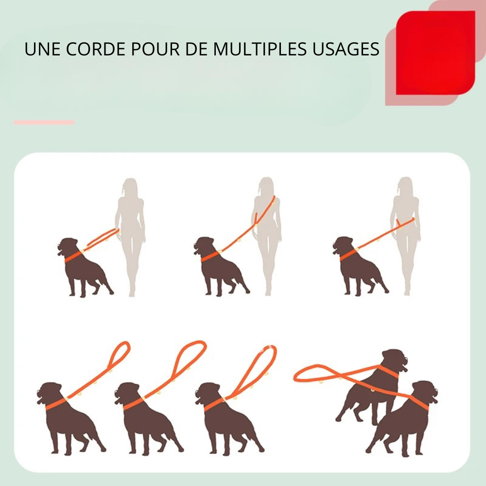 Utilisation multi usage de la laisse arc en ciel de Boutiquechien