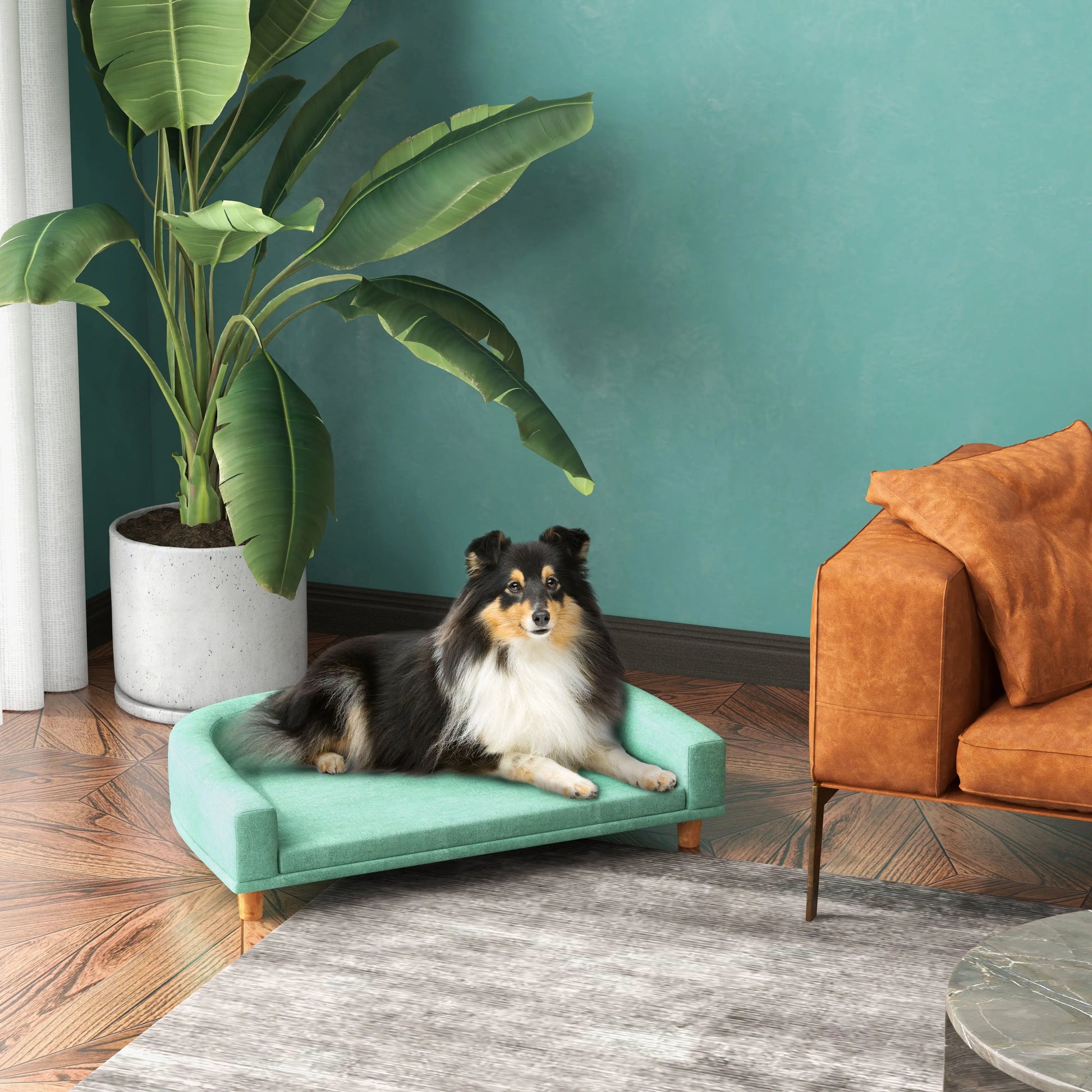 Chien brun et blanc sur un canapé de couleur vert avec en fond un canapé brun et une plante verte. Image produit Boutiquechien