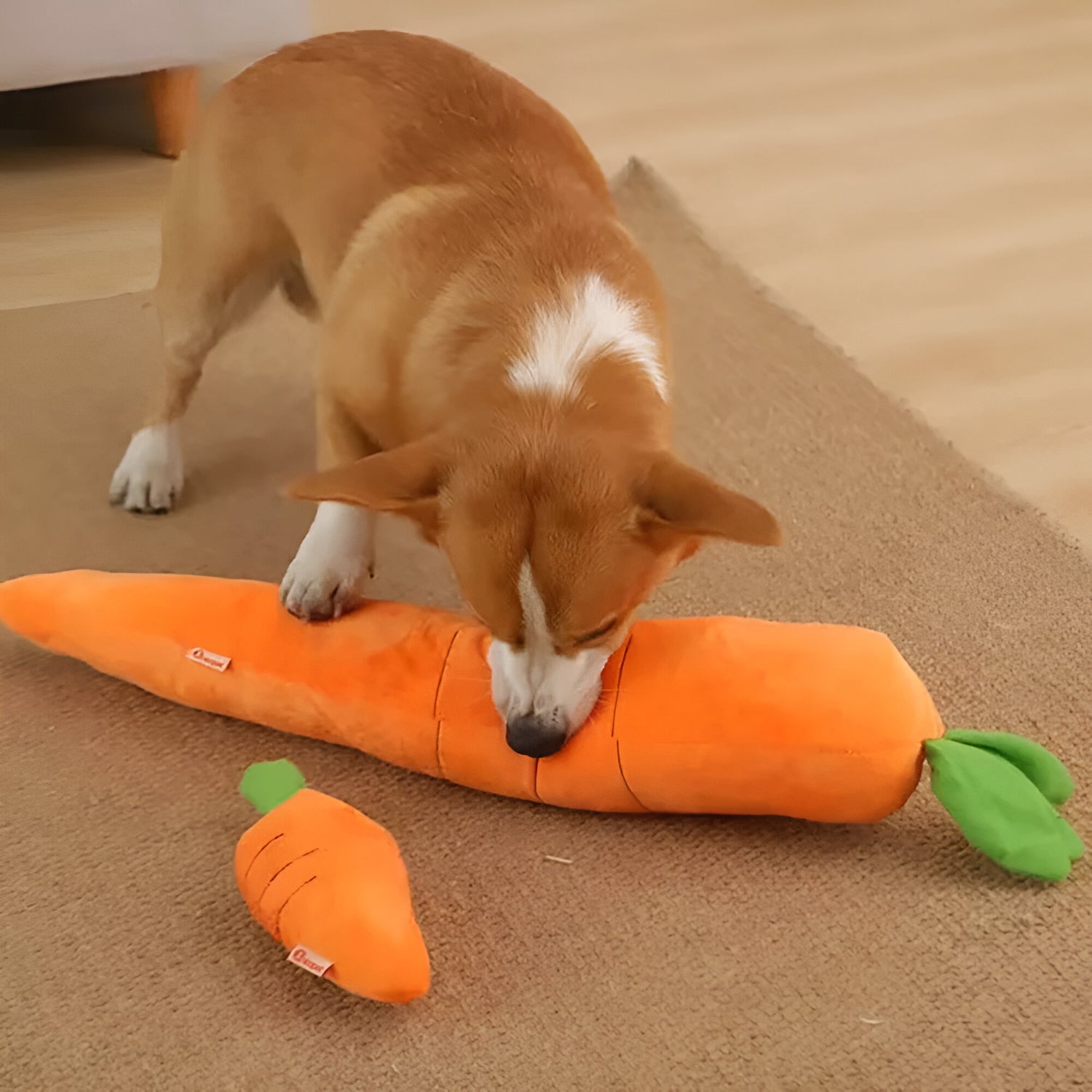 carotte chien de couleur orange avec un chien brun et blanc qui joue avec la grande carotte. Image produit Boutiquechien