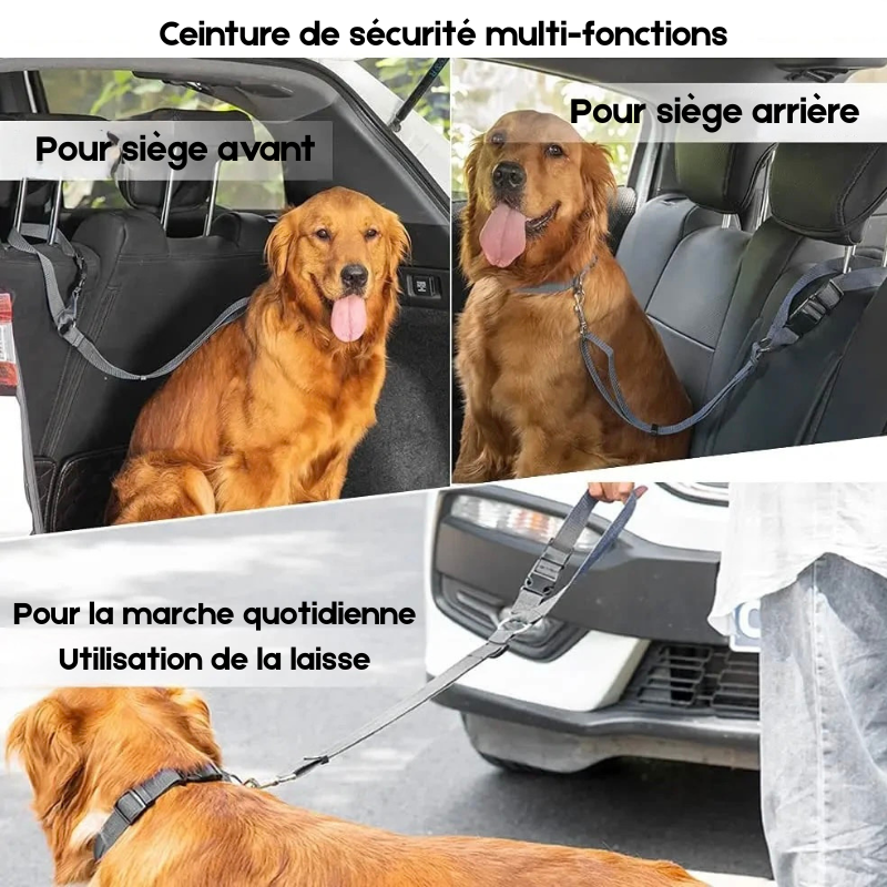 ceinture laisse de sécurité pour les chiens. L'image montre de nombreuses situation maintenu un golden retriever de couleur brun. Dans deux des situation le chien est attaché dans une voiture par le repose tête de la voiture et dans la situation du bain, le chien est promener par une personne. Image produit Boutiquechien