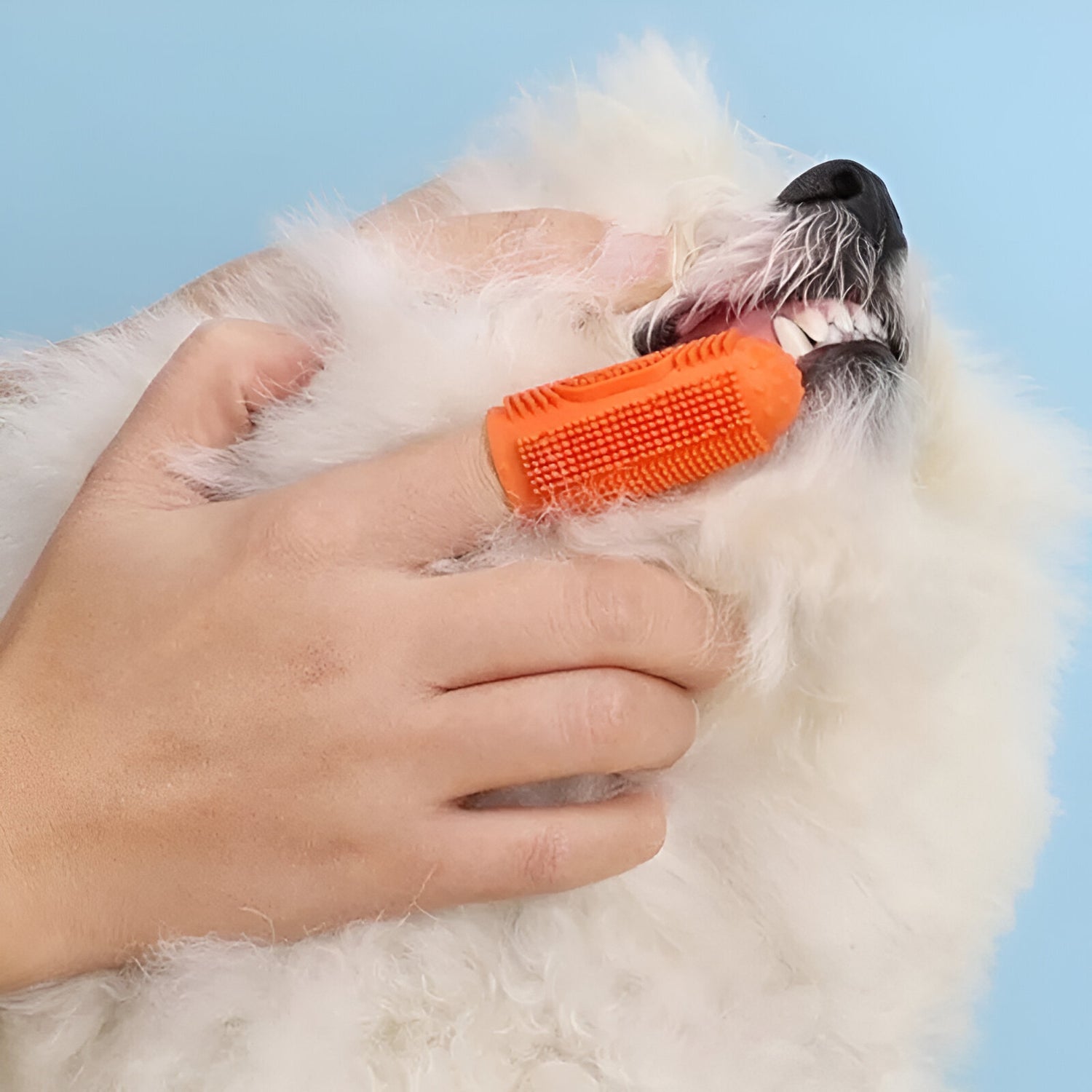 chien blanc a long poil se faisant brosser les dents par une brosse de couleur orange 360°. Les mains tiennes le chien pour lui brosser les dents. Image produit Boutiquechien