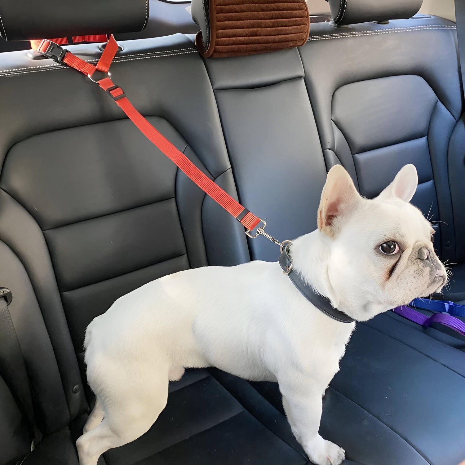 chien blanc dans une voiture sur la banquette arrière de couleur noir. Le chiens est avec la ceinture de sécurité de couleur rouge. Image produit Boutiquechien