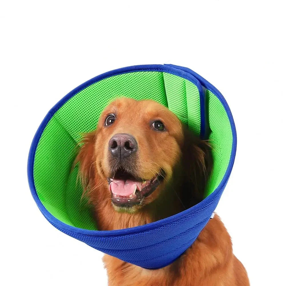 Chien de couleur burn portant une collerette de couleur bleu et verte. Image produit Boutiquechien