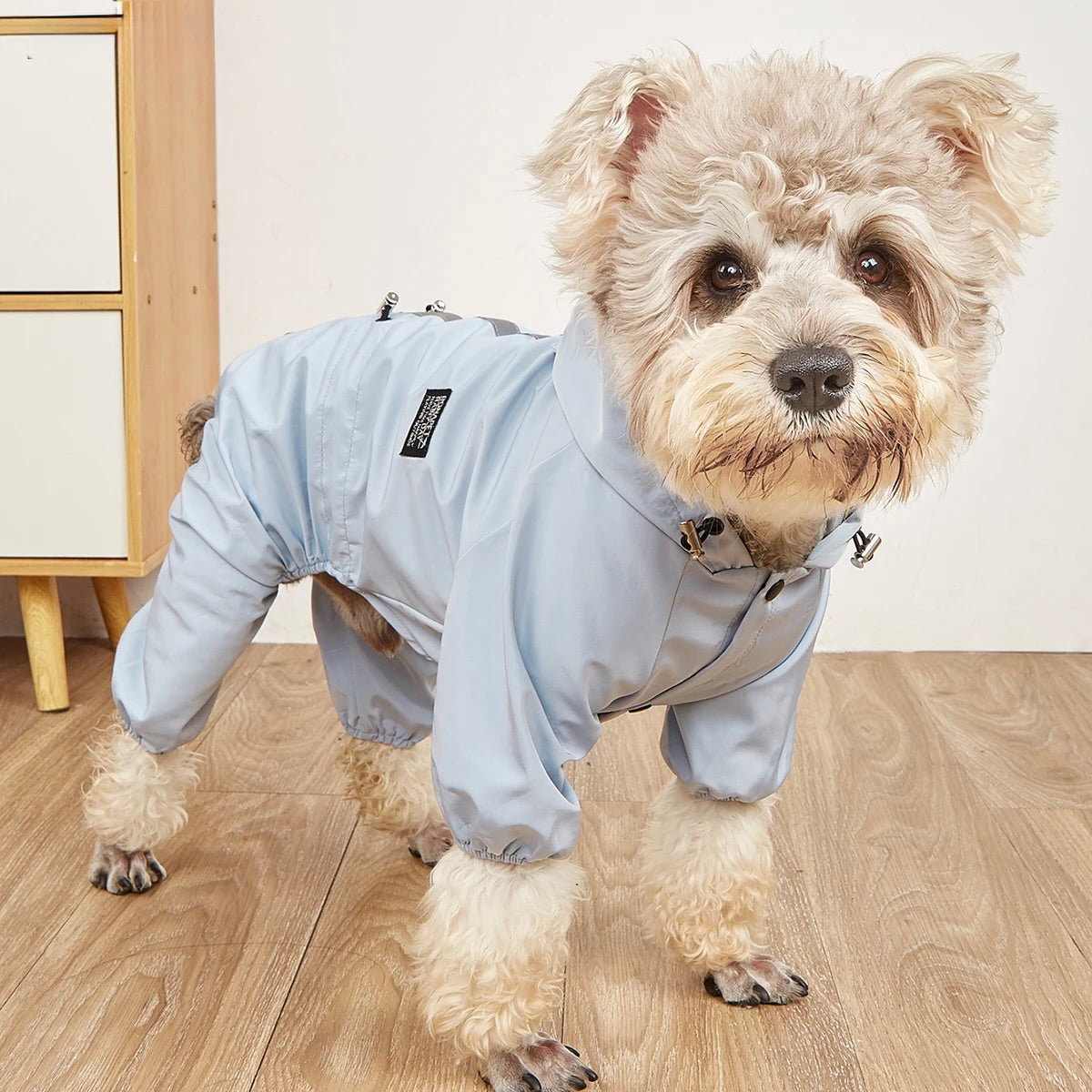 Petit chien de couleur blanc avec un imper de couleur gris pour les chiens. Le chien est dans une pièce claire avec un mur blanc et un meuble bois et blanc sur un parquet. Image produit Boutiquechien