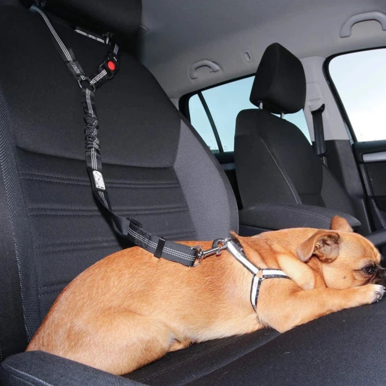 chien brun couché sur le siège passager d'une voiture tenu par une laisse de sécurité noir. Image produit Boutiquechien