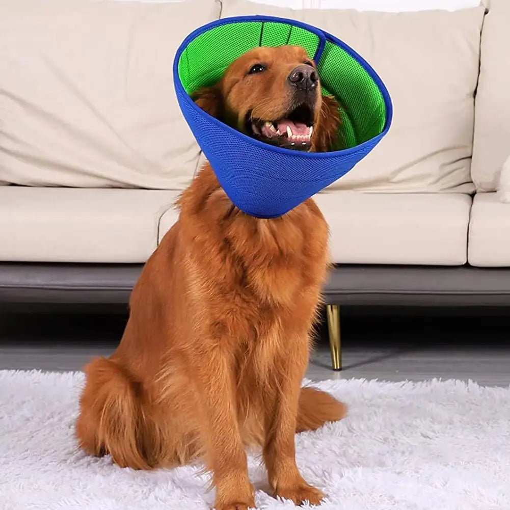 Chien de couleur brun portant une collerette de couleur bleu et verte. Le chien est assis sur un tapis blanc avec en fond un canapé gris de boutiquechien