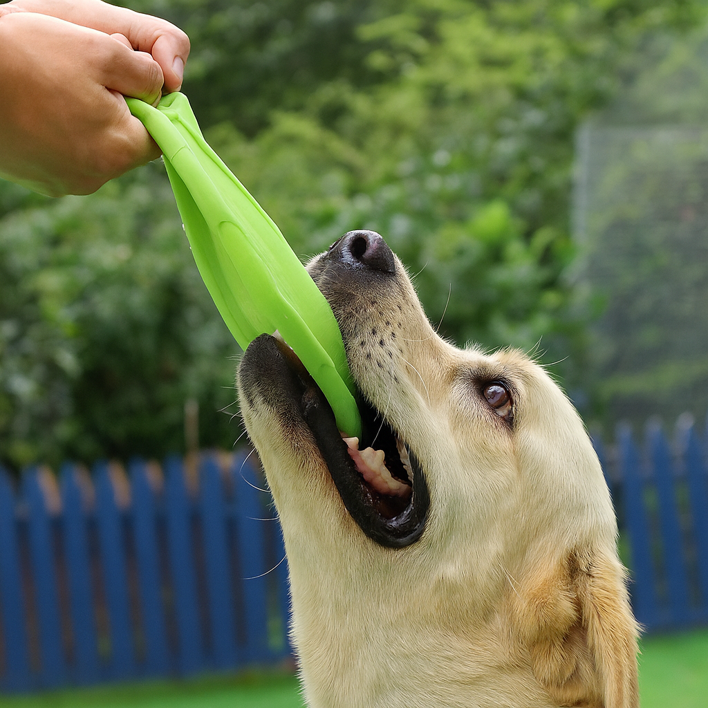 Frisbee pour chien de couleur vert durable et résistant. Le chien joue avec le Frisbee avec son maître. En fond il y a une palissade bleu avec des haie verte. Image produit Boutiquechien