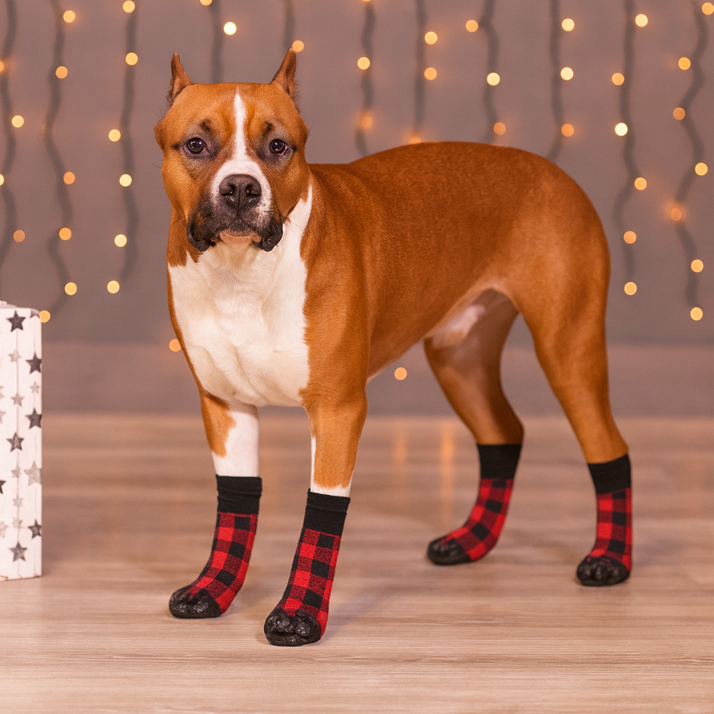 Chien de couleur brun et blanc portant des chaussettes pour chien de couleur rouge et noir. Image produit Boutiquechien