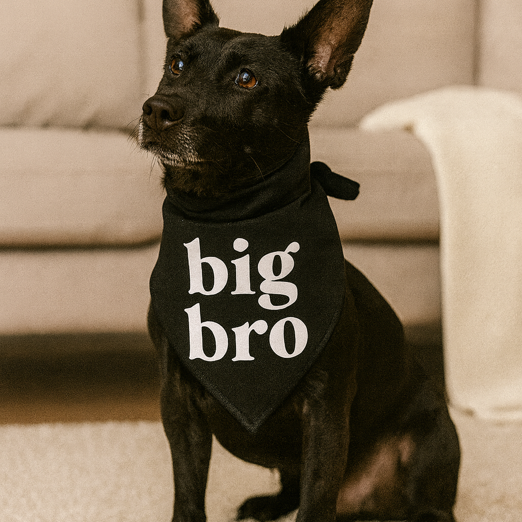 chien de couleur noir avec un foulard noir avec un écriteau big bro. Le chien est assis sur un tapis gris avec en fond un canapé gris. Image produit Boutiquechien