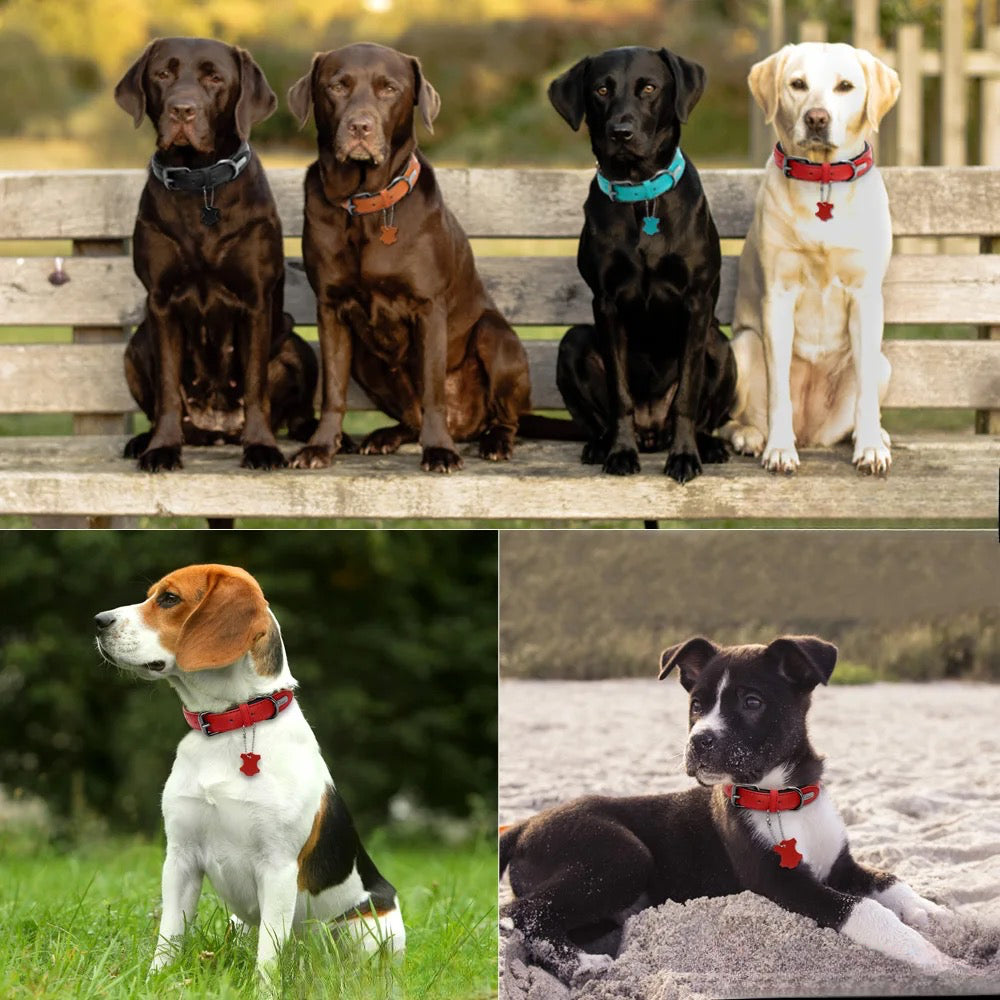 Chiens portant le collier chien design. Les chiens sont de grande, moyenne et petite tailles. Convient à tout les chiens. Image produit Boutiquechien