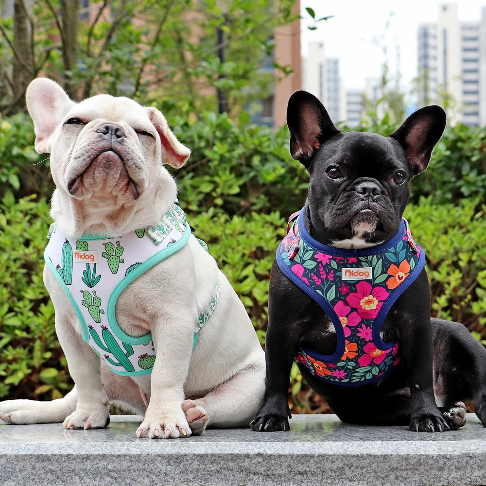deux chiens assis avec les harnais en nylon résistant