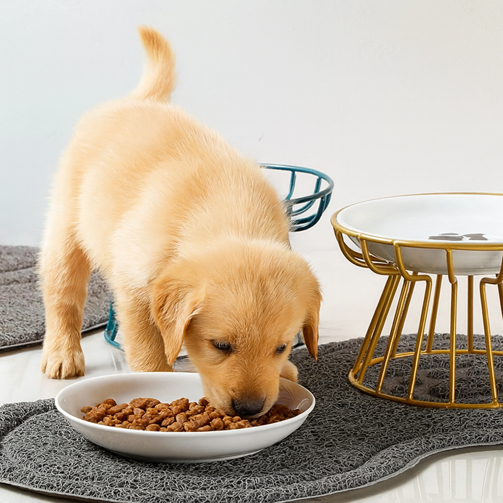 Chiot de couleur claire mangeant dans une gamelle en céramique des petites croquette. La gamelle est sur un tapis de protection. Image produit Boutiquechien
