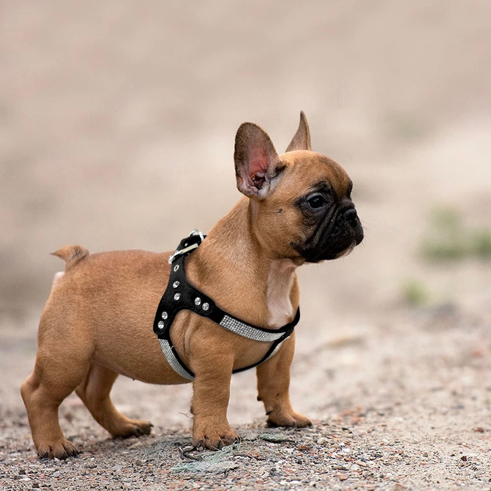 Petit chiot buldog de couleur brun sur un sol brun. Le chiot porte un harnais de couleur noir. Image produit Boutiquechien