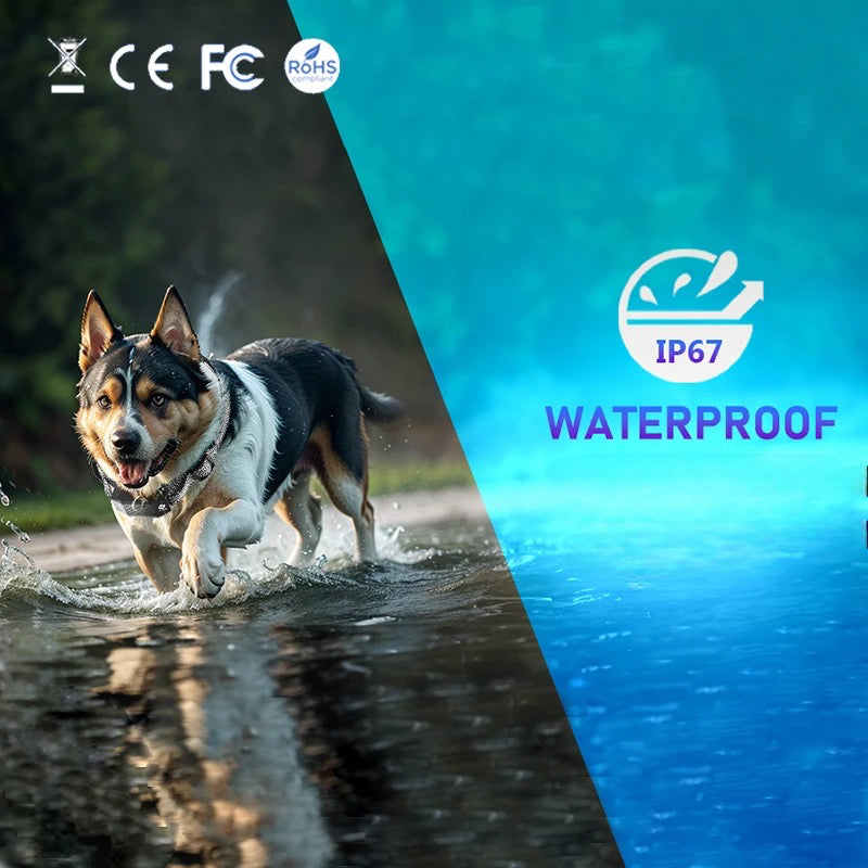 collier pour chien électrique waterproof certifié IP67. Le chien qui porte le collier marche dans un ruisseau. Image produit Boutiquechien