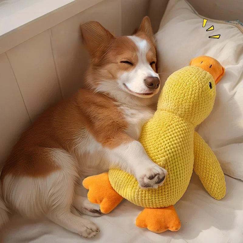 corgi blanc et brun dormant avec la peluche canard de couleur jaune et orange. Le chien dors sur un matelas blanc avec la tête sur un oreiller blanc. Image produit Boutiquechien