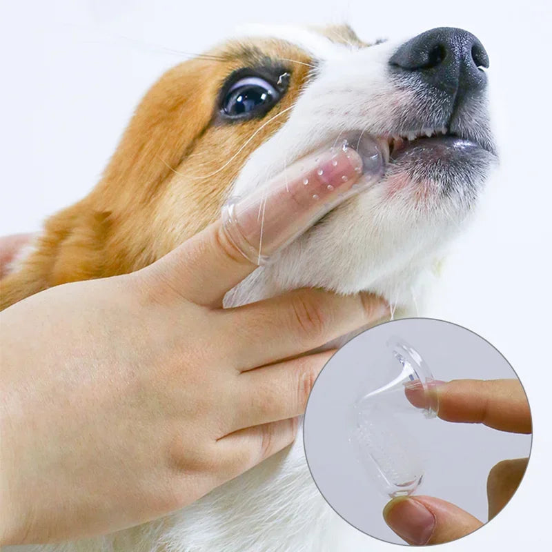 chien blanc et brun se faisant brosser les dents par un doigt brosse a dent transparent. Image produit Boutiquechien