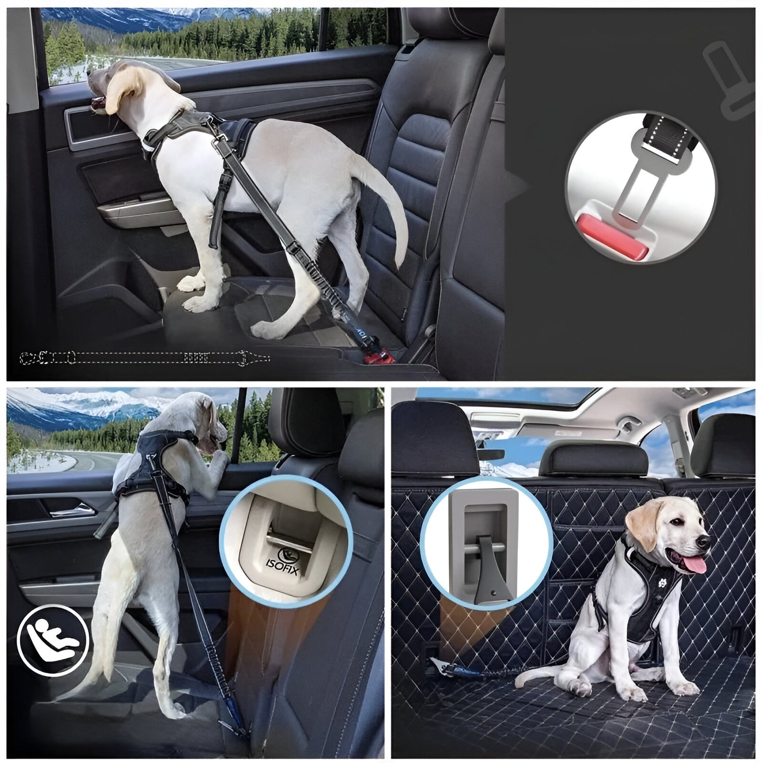 petit chien blanc dans plusieurs situation montrant la capacité de maintient de son chien facilement. Image produit Boutiquechien