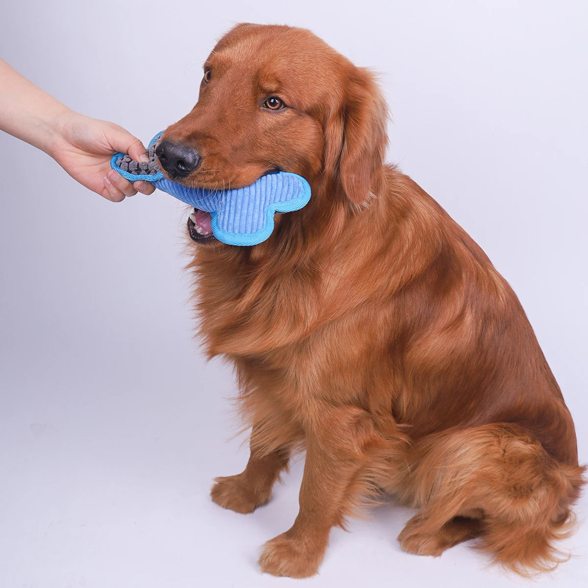 golden retriever de couleur brun jouant l'os chien de couleur bleu doux et moelleux. Image produit Boutiquechien