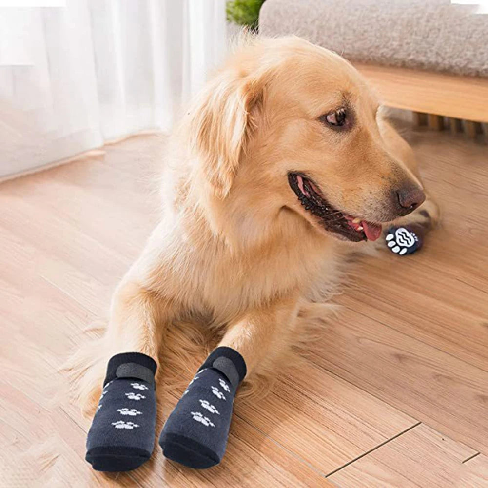 Grand chien de couleur blanc portant des chaussettes. Le chien est couché sur un parquet en bois. Image produit Boutiquechien