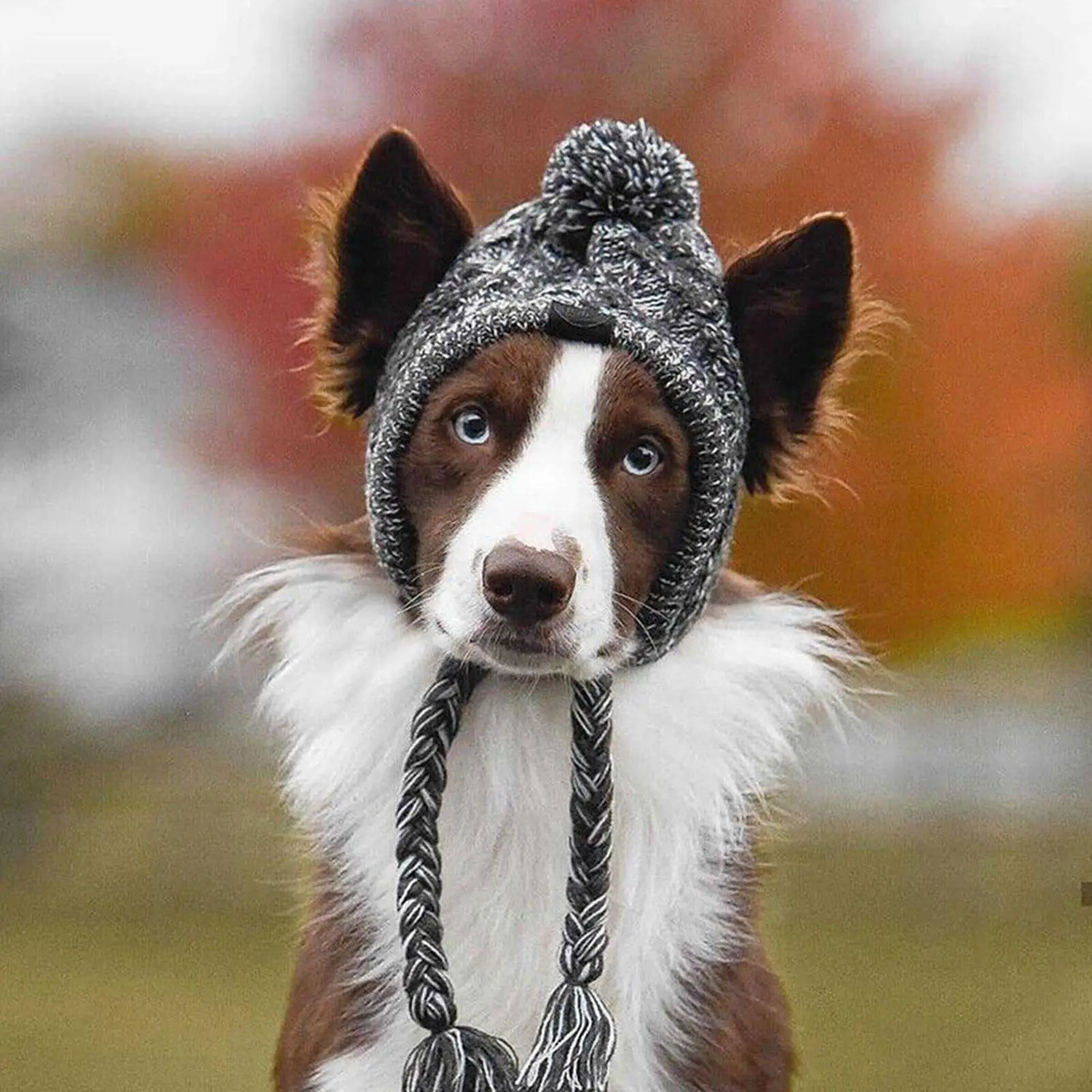 Moyen chien de couleur noir et blanc avec un bonnet pour chien de couleur gris. Image produit Boutiquechien