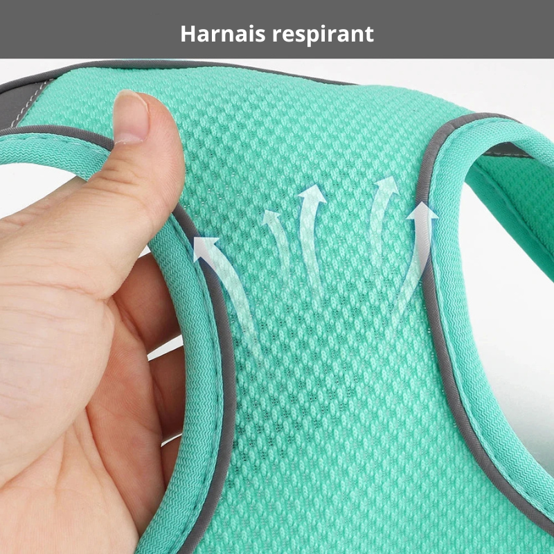 Harnais pour chihuahua respirant de couleur turquoise fait en nylon. La main tient le produit. Image produit Boutiquechien