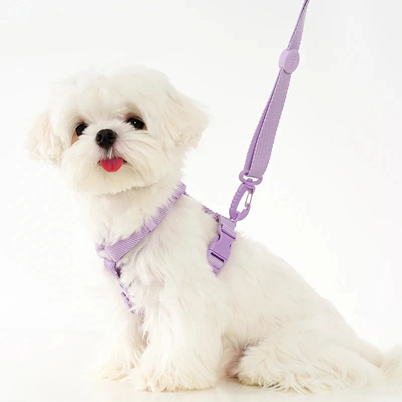 Harnais pour petit chien de couleur violet avec laisse assortie. Image produit Boutiquechien