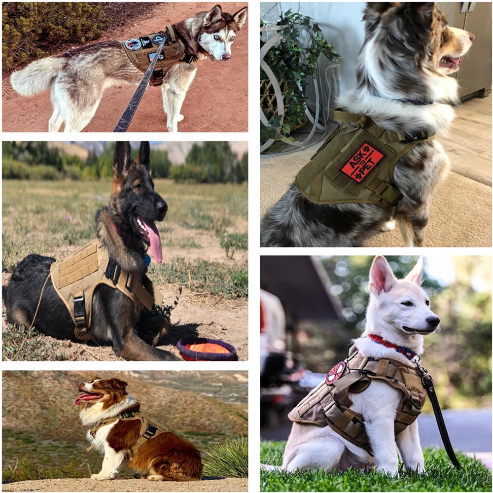 Images de chien portant le harnais pour chien de couleur claire. Image produit Boutiquechien
