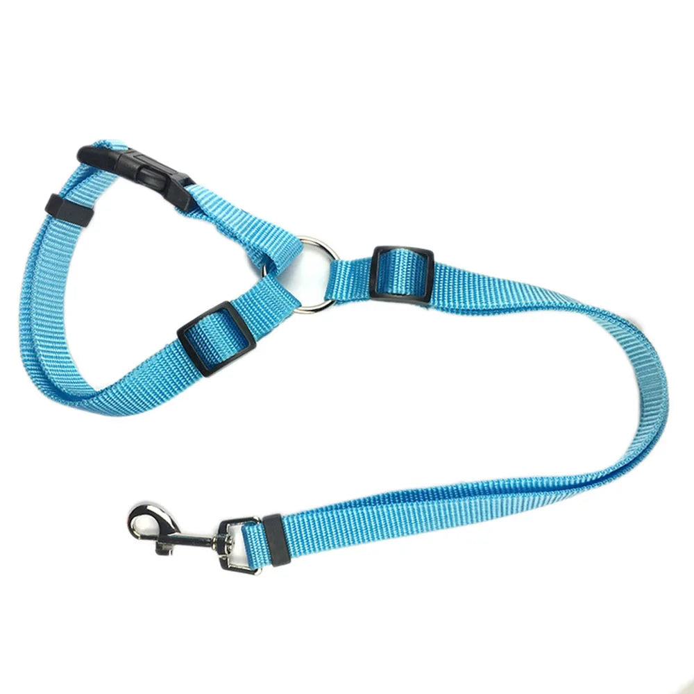 Laisse de sécurité pour chien de couleur bleu claire maintenant son chien avec ke repose tête de sa voiture. La laisse est en nylon. Image produit Boutiquechien