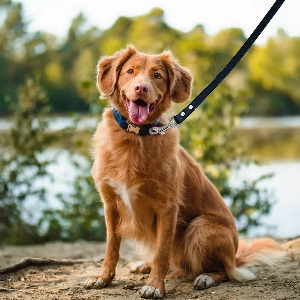 laisse chien de couleur noir tenant un chien de couleur roux assis près d'un étang. Image produit Boutiquechien
