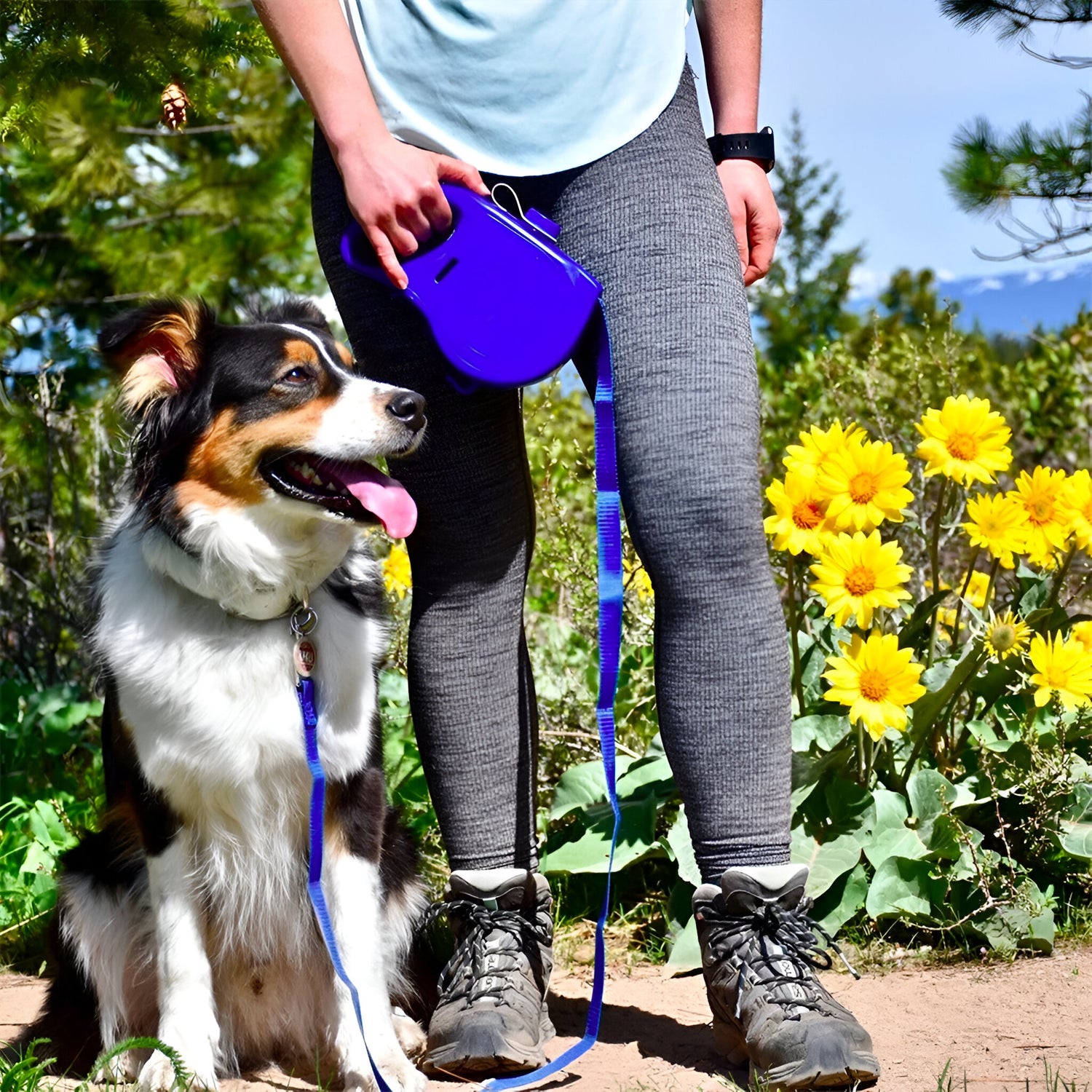 Laisse enrouleur de couleur bleu tenant un chien de couleur blanc, noir et brun. La maîtresse tient le chien qui est assis sur un sentier en terre. En fond il y a des fleurs jaunes et des arbres vert. Image produit Boutiquechien