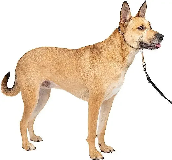 licol beige pour chien résistant