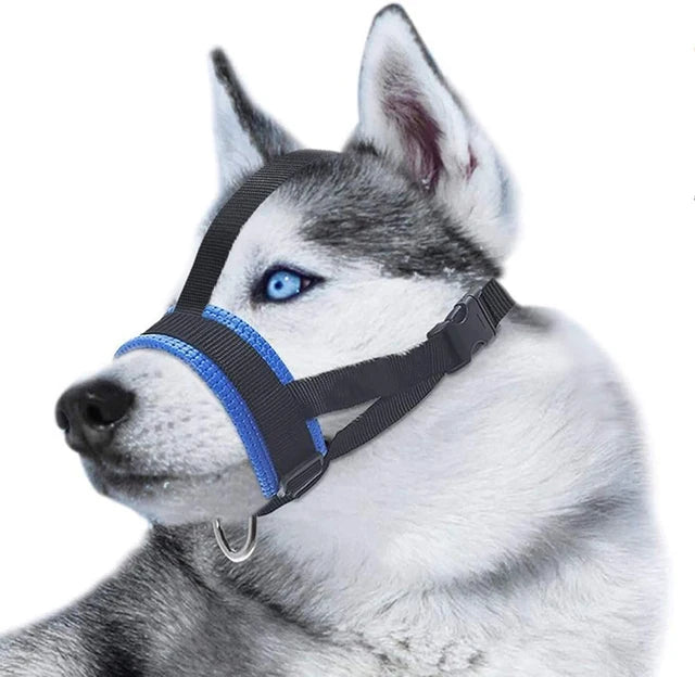 licol bleu pour chien avec lanière renforcé