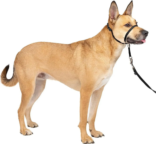 licol pour chien noir
