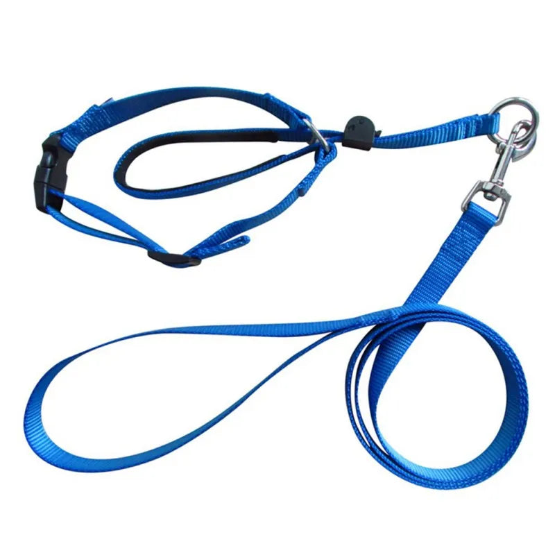 licol pour grand chien avec laisse bleu