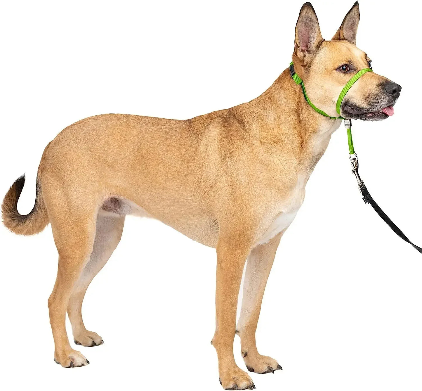 licol vert pour résistant chien